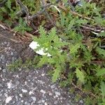 Dysphania pumilio Hoja