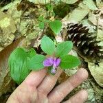 Polygaloides paucifolia Flower