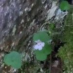 Cymbalaria aequitriloba Flower