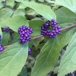 Callicarpa dichotoma Meyve