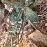 Senecio varicosus Leaf