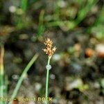 Carex lachenalii Otro