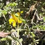 Hypericum triquetrifolium Blomma