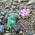 Dicentra peregrina Flower