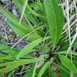 Leontodon incanus Leaf