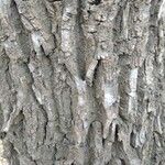Salix alba 树皮