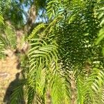 Prosopis glandulosa Levél