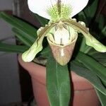 Paphiopedilum charlesworthii Frucht