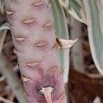 Euphorbia characias 樹皮