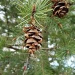 Pseudotsuga menziesii Gyümölcs