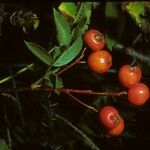 Sorbus californica Hedelmä