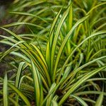 Pandanus tectorius Leaf