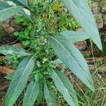 Meiosperma bracteatum Φύλλο