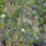 Teucrium orientale 叶