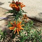 Leonotis leonurusBlomst