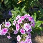 Phlox maculataFlower