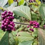 Callicarpa japonica Vaisius