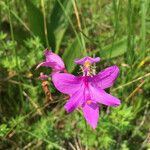 Calopogon tuberosus Flor