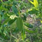 Salix alba Levél