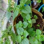 Peperomia pellucida Leaf