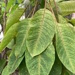 Fuchsia boliviana Folio