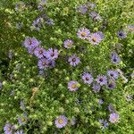 Symphyotrichum oblongifolium फूल