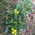 Barbarea rupicola Hoja