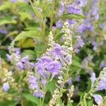 Scutellaria incana Blüte