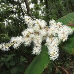 Miconia impetiolaris Flower