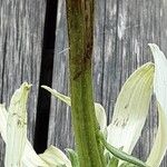 Echinacea pallida Kéreg/szár