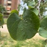 Cercis occidentalis Hostoa
