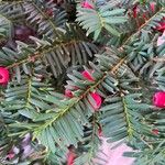 Taxus brevifolia Blatt