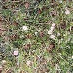 Spergularia rubra Hábito