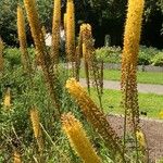 Eremurus stenophyllus Natur