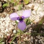 Herbertia lahue Lorea