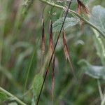 Bromus ramosus फल