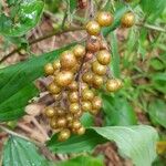 Maianthemum racemosum Ffrwyth