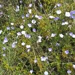 Linum narbonense Floare