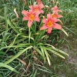 Hemerocallis fulvaÕis