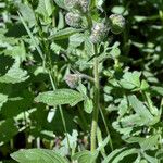 Phacelia mutabilis Foglia