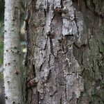 Osodendron altissimum Bark