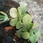 Aeonium goochiae Hoja
