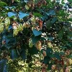 Humulus lupulusList