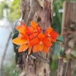 Cattleya cernua Bloem