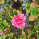 Rhododendron alabamense Blomst