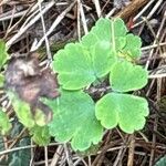 Aquilegia einseleana पत्ता