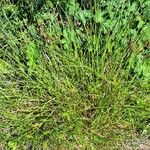 Carex spicata Habit