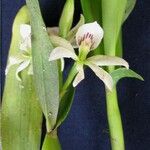 Prosthechea abbreviata Іншае