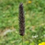Phleum alpinum Çiçek