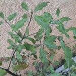 Pittosporum tenuifolium Leaf
